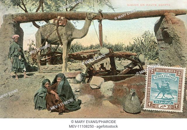 Camel-drawn wooden sakia in Upper Egypt with local children supervising. The sakia (sakieh) is an animal-drawn water wheel serving irrigation and is still used...