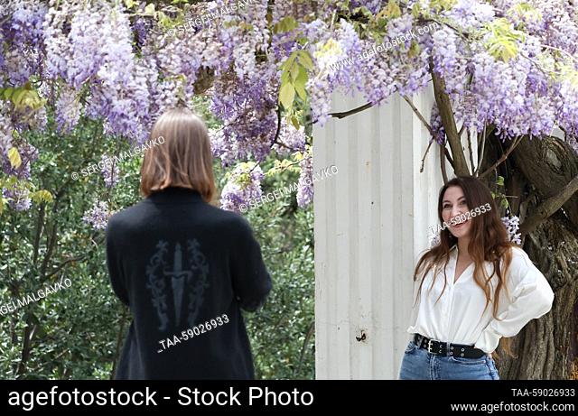 RUSSIA, REPUBLIC OF CRIMEA - MAY 12, 2023: A woman poses for a photograph by a blooming Wisteria that was planted in 1902, in the village of Simeiz