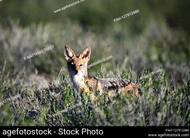 A jackal (Canis mesomelas) looks up at the photographer from a flaugh Gebueschfeld, taken on 25.02.2019. The Kgalagadi Transfrontier National Park was created...