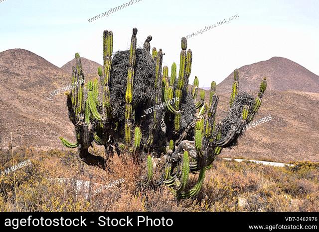 Guacalla or sancayo (Corryocactus brevistylus) is a medicinal cactus endemic to Bolivia, Chile and Peru. Between its stalks nests the dusky-tailed canastero...