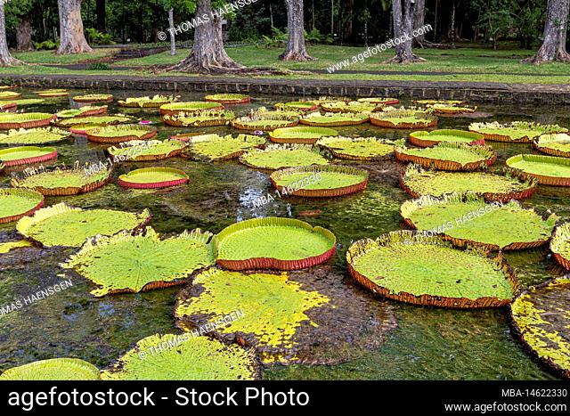 Sir Seewoosagur Ramgoolam Botanical Garden, pond with Victoria Amazonica Giant Water Lilies, Mauritius Island, Africa