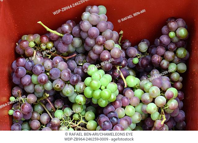 Bunch of hand-picked red wine grapes in a red box. Ripe grapes from the vineyard. Wine concept. Photo by Rafael Ben-Ari/Chameleons Eye