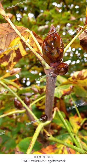 common horse chestnut Aesculus hippocastanum, bud with resin