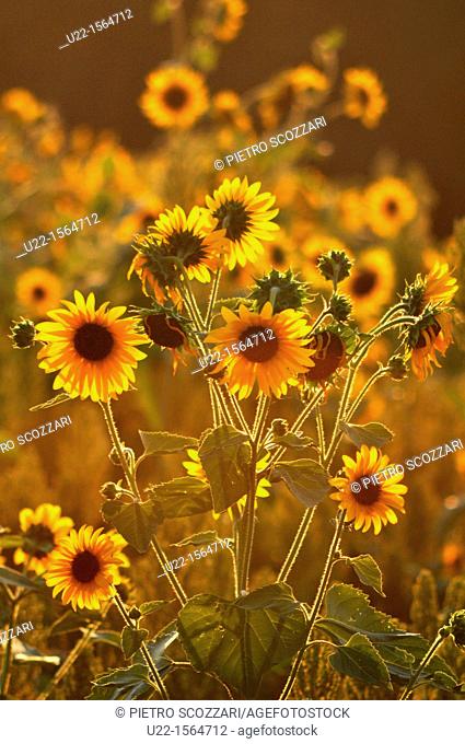 Crespellano (Bologna, Italy): sunflowers in a field at sunset