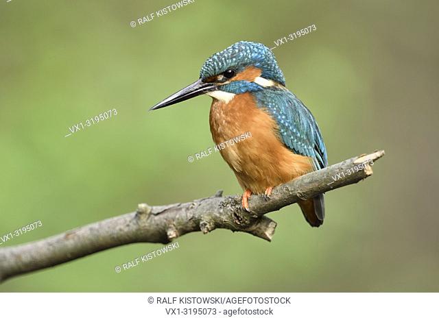 Kingfisher (Alcedo atthis) adult male in spring on its lookout, perched on a branch, close-up, detailed side view, wildlife, Europe