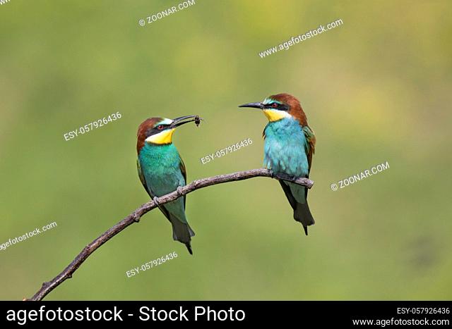 Bienenfresser, Merops apiaster, European bee-eater