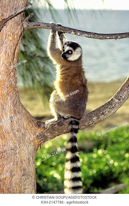 Ring-tailed lemur, Madagascar, Indian Ocean, Southeast Africa