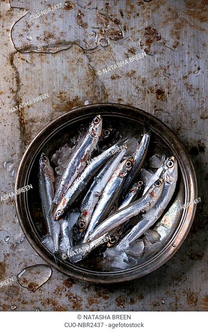 Lot of raw fresh anchovies fishes on crushed ice in vintage plate over old dark metal background. Top view. Sea food background theme