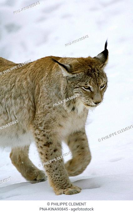 Eurasian Lynx Lynx lynx - Bavarian Forrest National Park , Bavaria, Germany, Europe