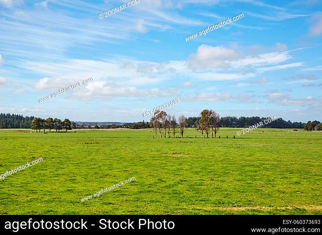 Lush green pasture in New Zealand