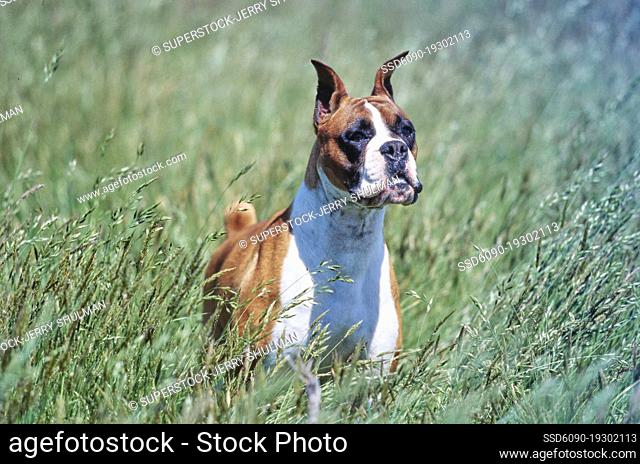 Boxer dog in tall grassy field