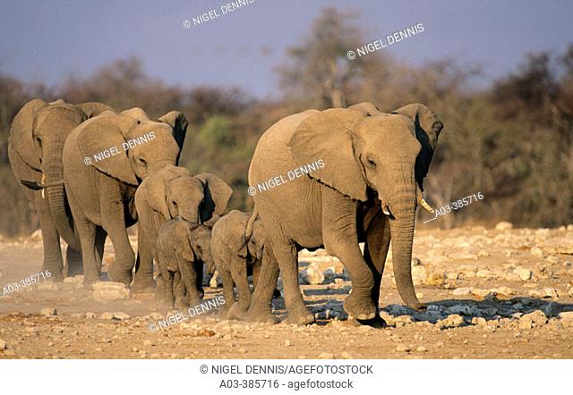 African elephants (Loxodonta africana) herd approaching waterhole. Addo Elephant National Park. South Africa