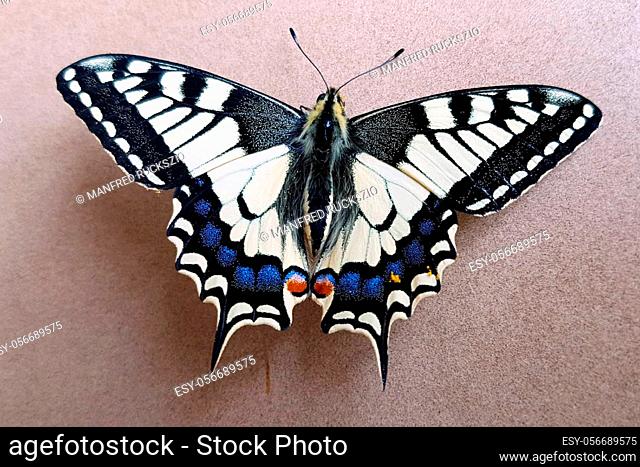 Schwalbenschwanz; Papilio; machaon; Schmetterling; Tagfalter