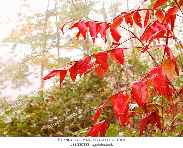 Red autumn leaves in morning fog. Appalachian foothills, Southeast Ohio. USA