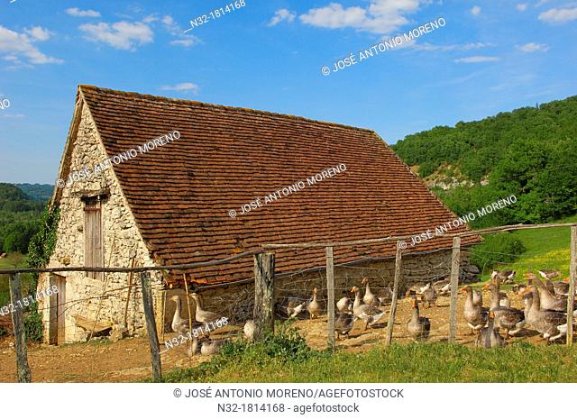 Belcastel, Farm Geese, France, Dordogne, Quercy, Perigord geese, Europe