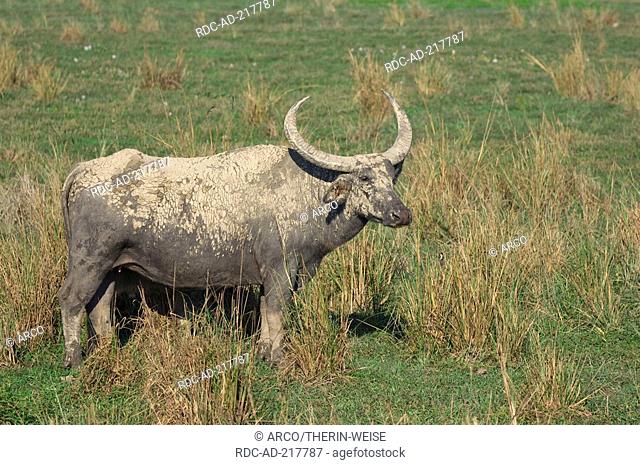 Asian Water Buffalo, female, Kaziranga national park, Assam, India, Bos arnee, Bubalus arnee, side