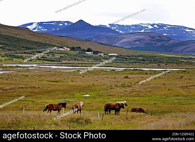 Reykholtsdalur mit dem Gletscher Eriksjoekull und Islandpferden, (Equus ferus caballus), Island, Europa