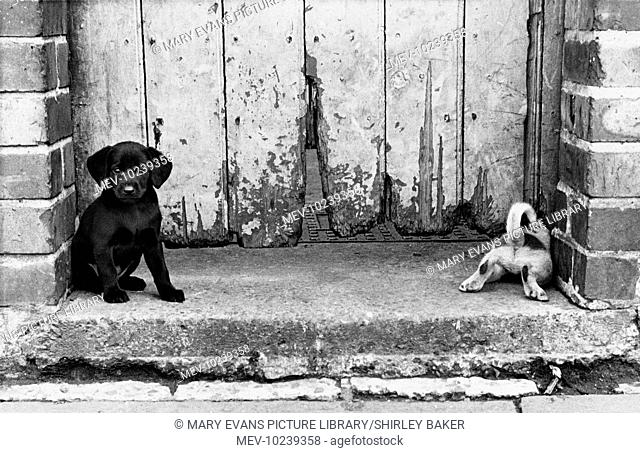 Two little Labrador puppies by a gate at the rear of a terraced house in Salford, Manchester. The puppy on the right is trying to squeeze underneath the rather...