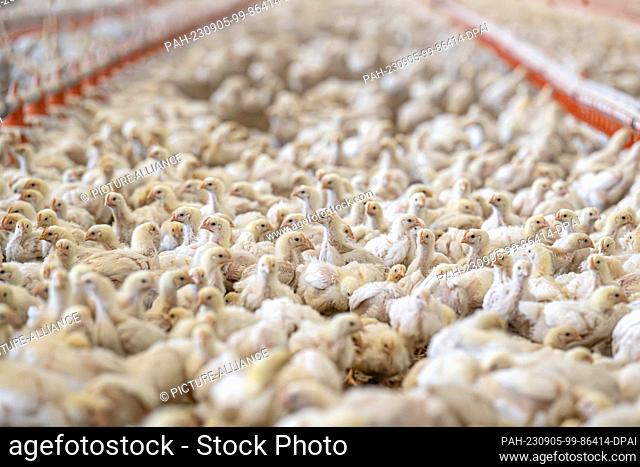 dpatop - 05 September 2023, Lower Saxony, Dötlingen: Broilers of the breed Hubbard 757 are kept in a house with the specifications of the Dutch system ""Beter...