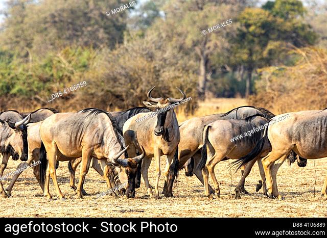 Africa, Zambia , South Luangwa National Park, Cookson's wildebeest (Connochaetes taurinus, ssp. cooksoni], subspecies of the common wildebeest