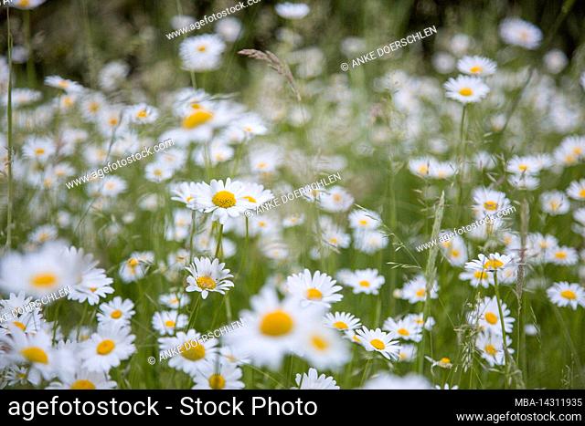 Daisies in a wild meadow in Germany