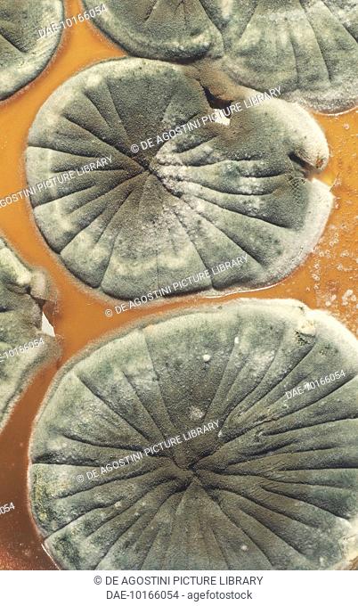 Gray mold of lemons (Penicillium digitatum), Ascomycetes