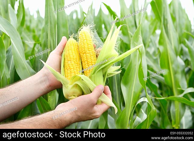 Farmer inspecting corn cobs with maize field at background