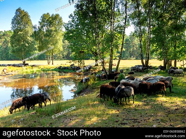 Many German moorland sheep at a watering hole on the Lunenburger Heath