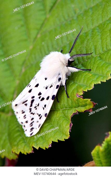 White Ermine Moth - on leaf (Spilosoma lubricipeda)