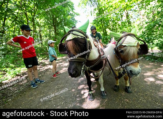 15 May 2022, Hessen, Mühlheim am Main: Andrea Tigges-Angelidis stands on a forest path with her two mini Shetland ponies, Moritz (l) and Paulinchen