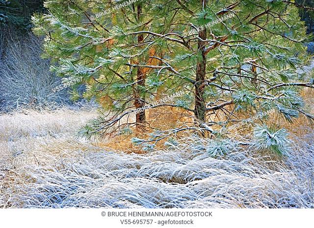 Frosted grasses and small pine tree in sunshine
