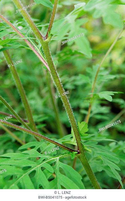 Annual ragweed, Common ragweed, Bitter-weed, Hog-weed, Roman wormwood (Ambrosia artemisiifolia), close-up view of the stem