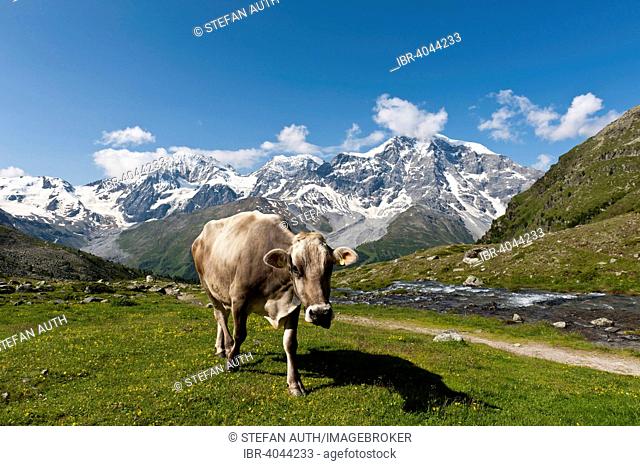Brown cow on a meadow, peaks of Königsspitze, Il Gran Zebru, Monte Zebru and Ortler, Ortles, 3905 m, Ortler Alps, Stelvio National Park, near Solda