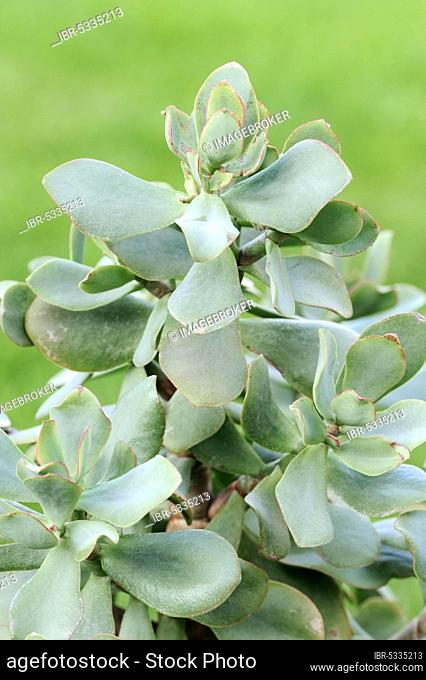 Silver Dollar silver dollar plant (Crassula arborescens), lver Jade Plant