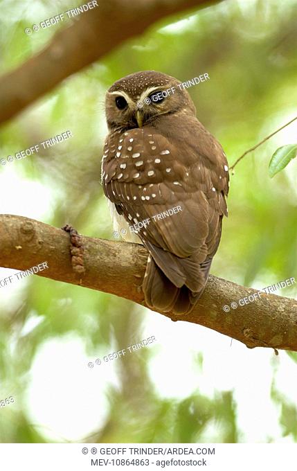White-browed Owl - endemic. On branch, backview (Ninox superciliaris). Berenty, Madagascar