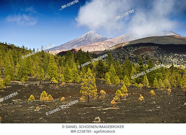 Pines (Pinus sp.) at the edge of the tree line and the summit of Teide Mountain, Mirador de Chio, Teide National Park, Tenerife, Canary Islands, Spain, Europe