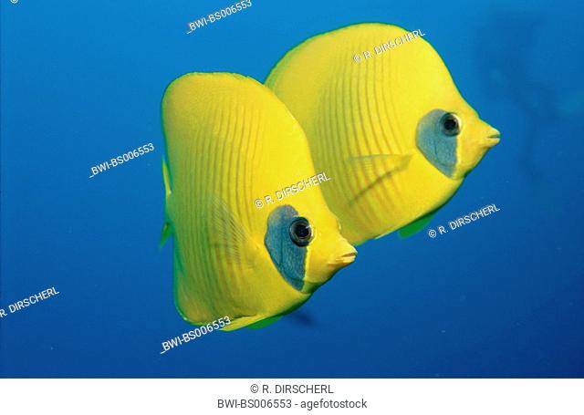 red-lined butterflyfish, bluecheek butterflyfish (Chaetodon semilarvatus), Egypt, Red Sea