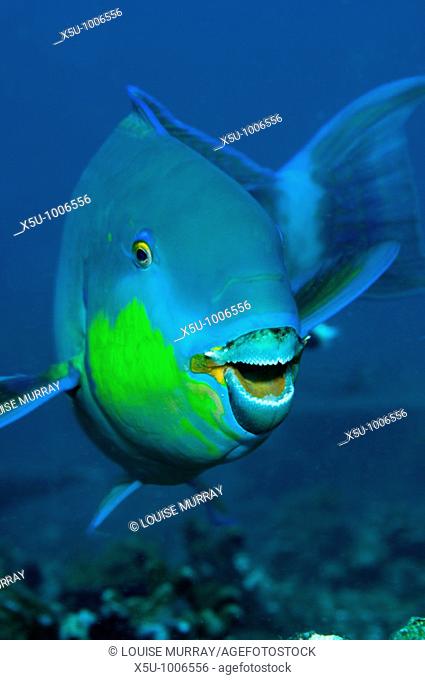 Indian parrotfish, Scarus strongylocephalus, Similans Islands National park, Andaman Sea, Thailand