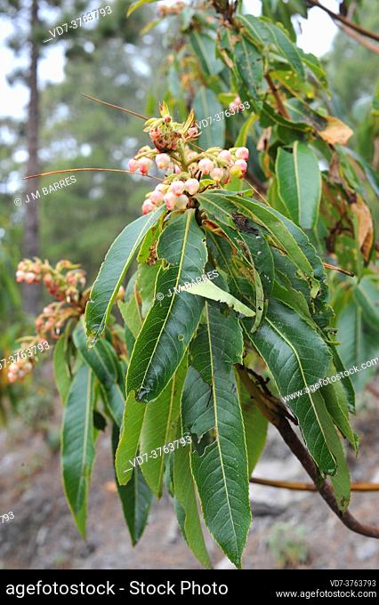 Madroño canario (Arbutus canariensis) is an evergreen shrub or small tree endemic to Canary Islands. Its fruits are edible
