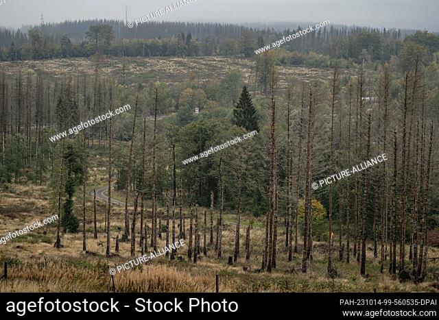 PRODUCTION - 13 October 2023, Lower Saxony, Braunlage: Dead spruce trees stand in a forest area in the Harz Mountains. Compared to previous years