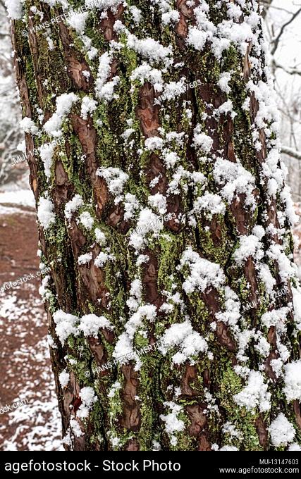 Snow on the oak trunk, Neunhäuser Wald near Greimerath, Hochwald, Saar-Hunsrück Nature Park, Rhineland-Palatinate, Germany