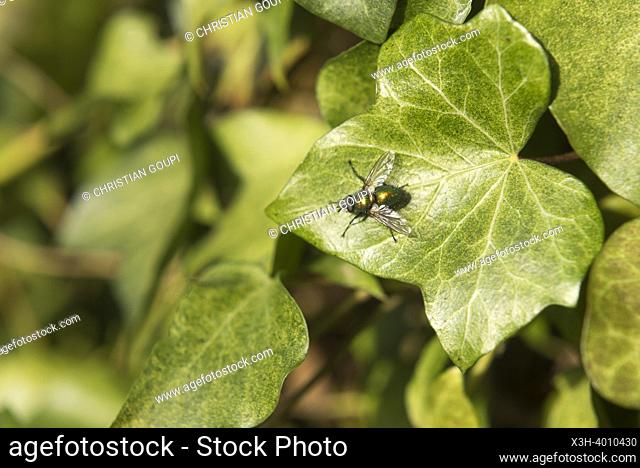 Gymnocheta viridis a metallic green tachinid fly on a leaf of ivy, Eure-et-Loir department, Centre-Val-de-Loire region, France, Europe