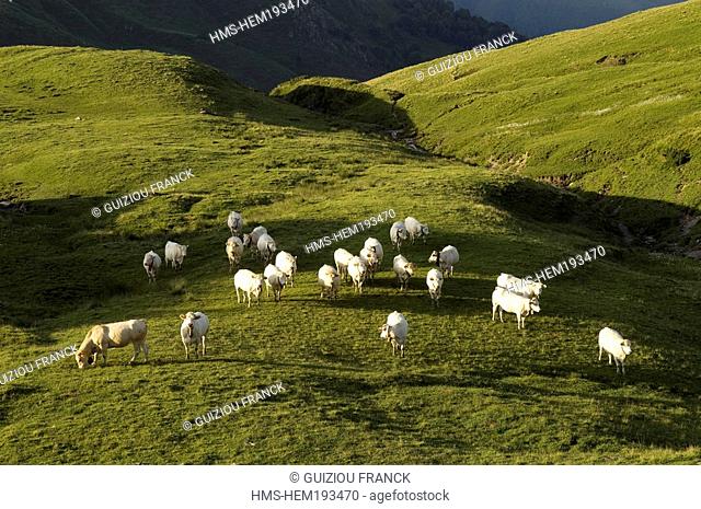 France, Pyrenees Atlantiques, herd of cows near col d' Aubisque 1709m