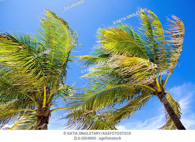 Close up View from under palm trees, on the beach in Fort Lauderdale in Florida, USA, on a very windy day, withl blue sky and sunny day
