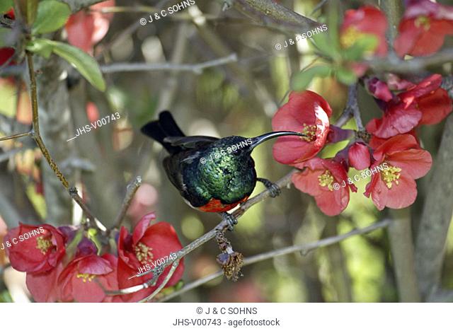 Greater Doublecollared Sunbird Nectarinia afra South Africa Africa