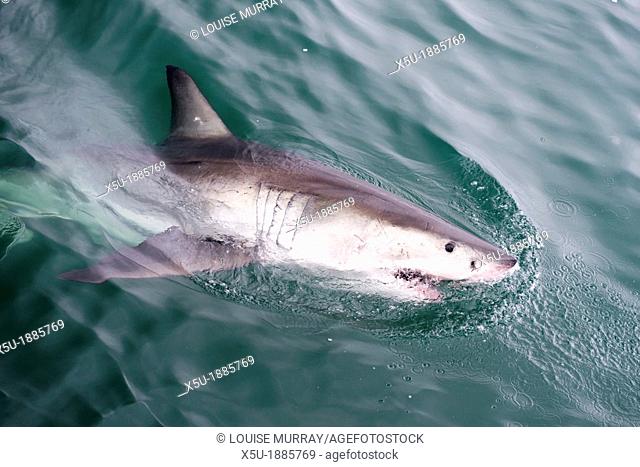 Marine Dynamics great white shark Carcharodon carcharias diving/ watching tourism boat at Kleinbaai in the Western Cape, South Africa   In order to attract the...
