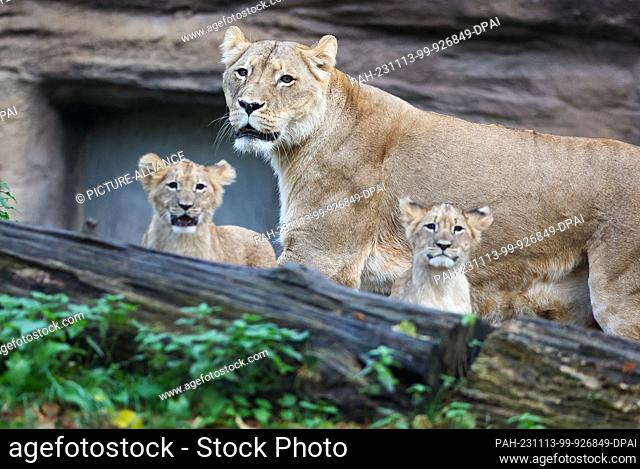 13 November 2023, Saxony, Leipzig: The lion cubs explore the outdoor enclosure at Leipzig Zoo with their mother Kigali. The four lion cubs have now all been...
