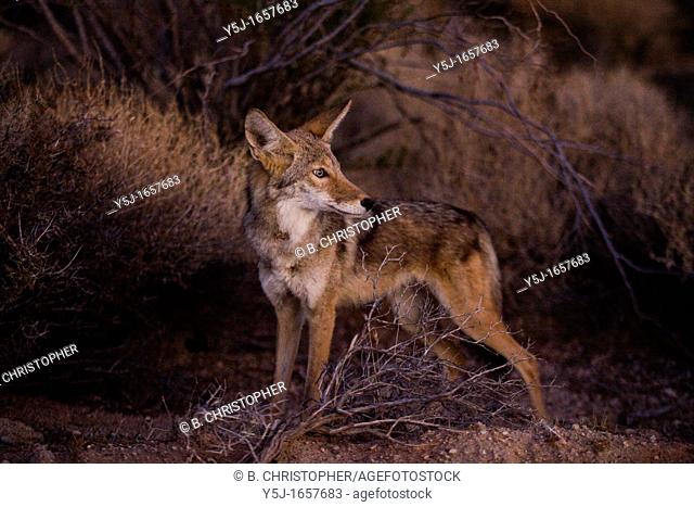 Desert coyote blends into the desert landscape, only lit by dawn's early light