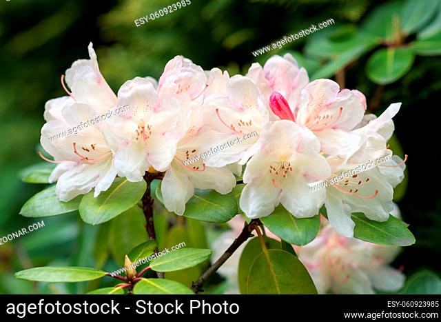 Flowers white Rhododendron
