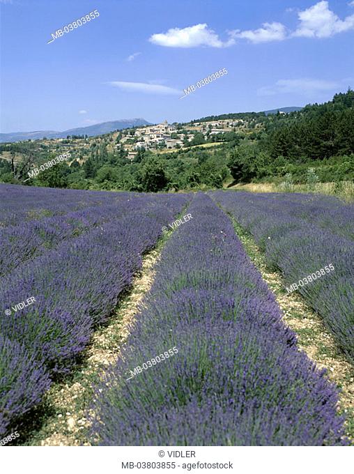 France, Provence, Aurel,  skyline, Lavendelfeld,  Detail  Europe, South France, village, place, mountain village, houses, monument protection, field